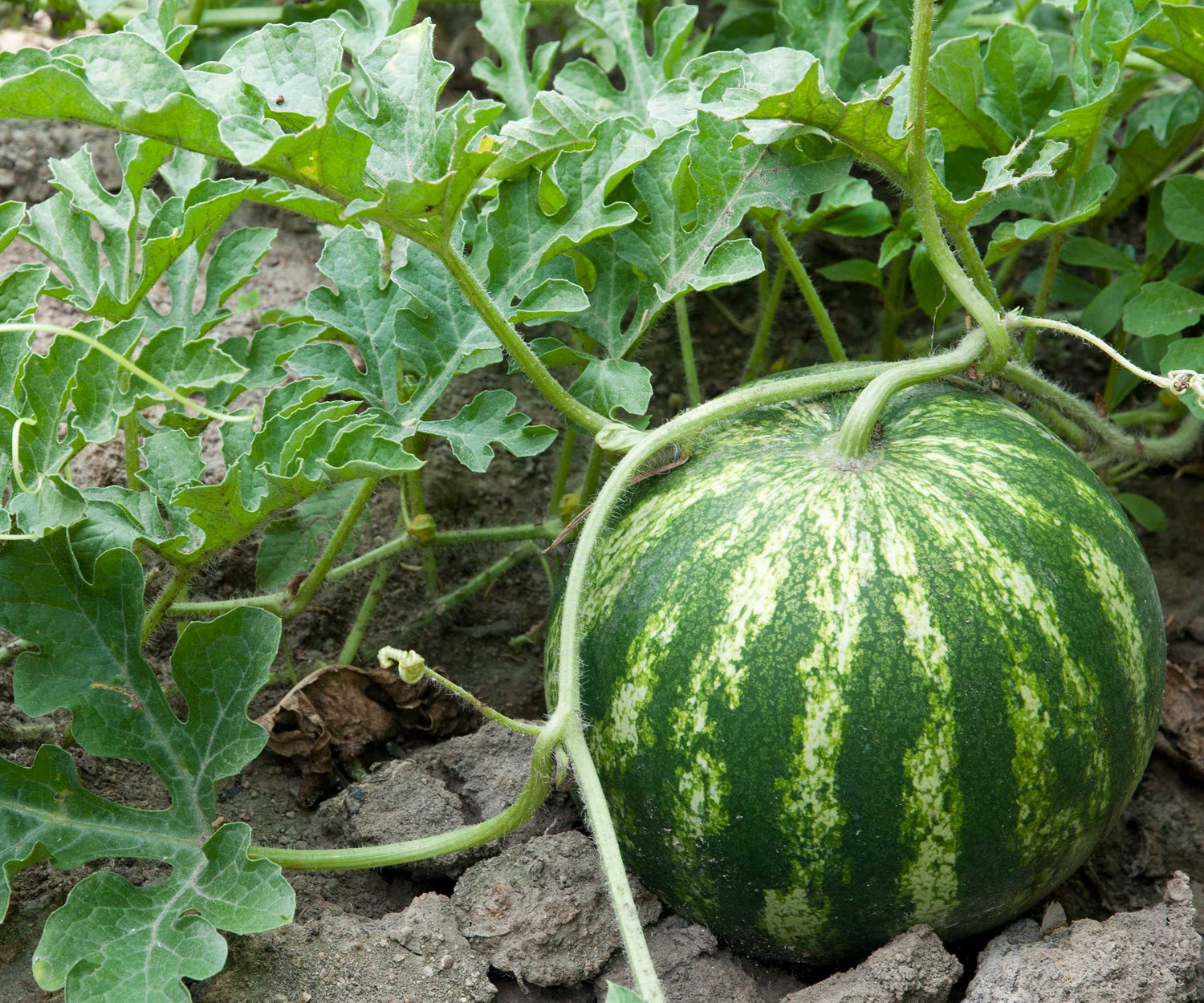 Shiny Boy hybrid watermelon seeds non GMO high germination