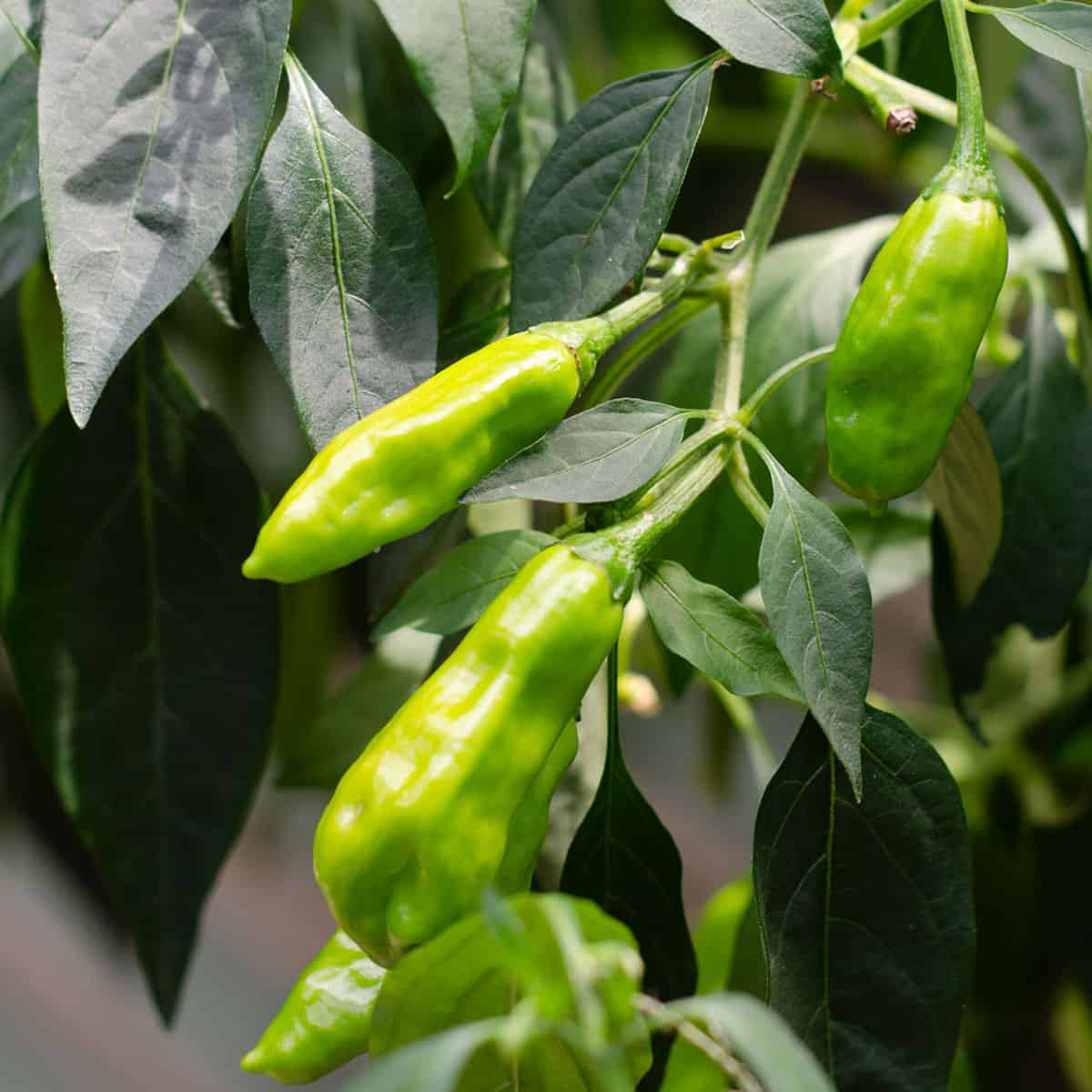 Peter Pepper Vegetable Seeds for Planting
