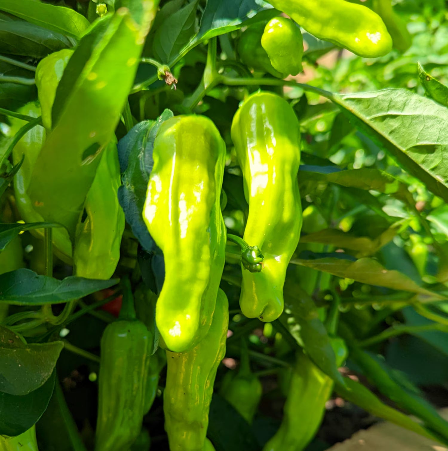 Shishito pepper seeds for planting heirloom non GMO high germination