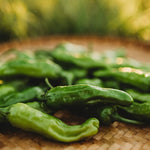 Non GMO Shishito pepper seeds for home gardening