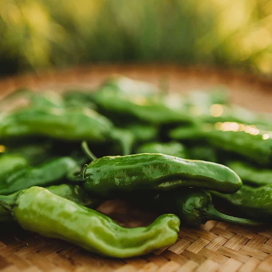 Non GMO Shishito pepper seeds for home gardening