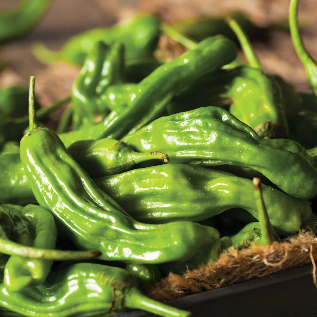 Shishito pepper plant growth stages from seeds