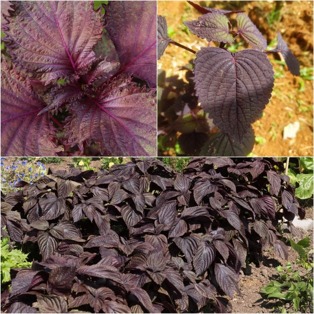 Purple Perilla Mint Herbal Seeds for Planting heirloom & Non-GMO Seeds