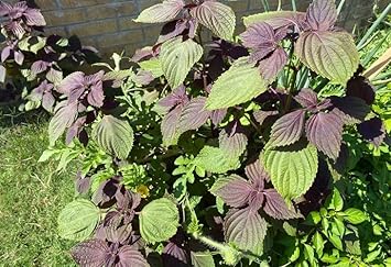 Shiso Leaf Vegetable Seeds for Planting - 100 Pcs pcs - Dharaseeds