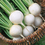 Shogoin Turnip Seeds – Dual - Purpose Japanese Greens & Crisp Roots - Dharaseeds