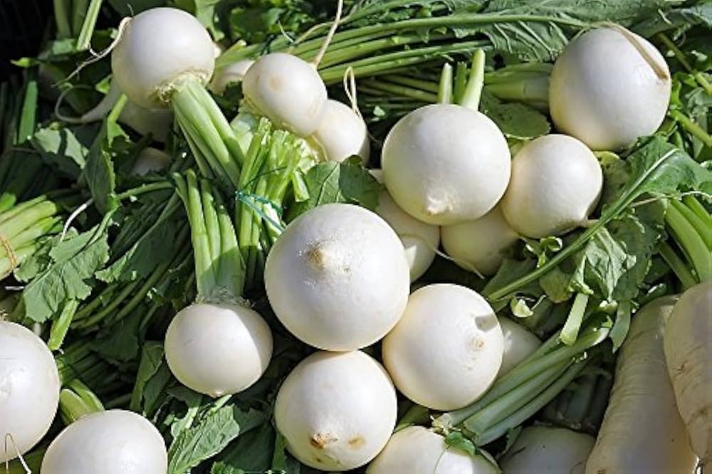 Shogoin Turnip Seeds – Dual - Purpose Japanese Greens & Crisp Roots - Dharaseeds