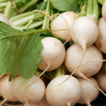 Shogoin Turnip Seeds – Dual - Purpose Japanese Greens & Crisp Roots - Dharaseeds