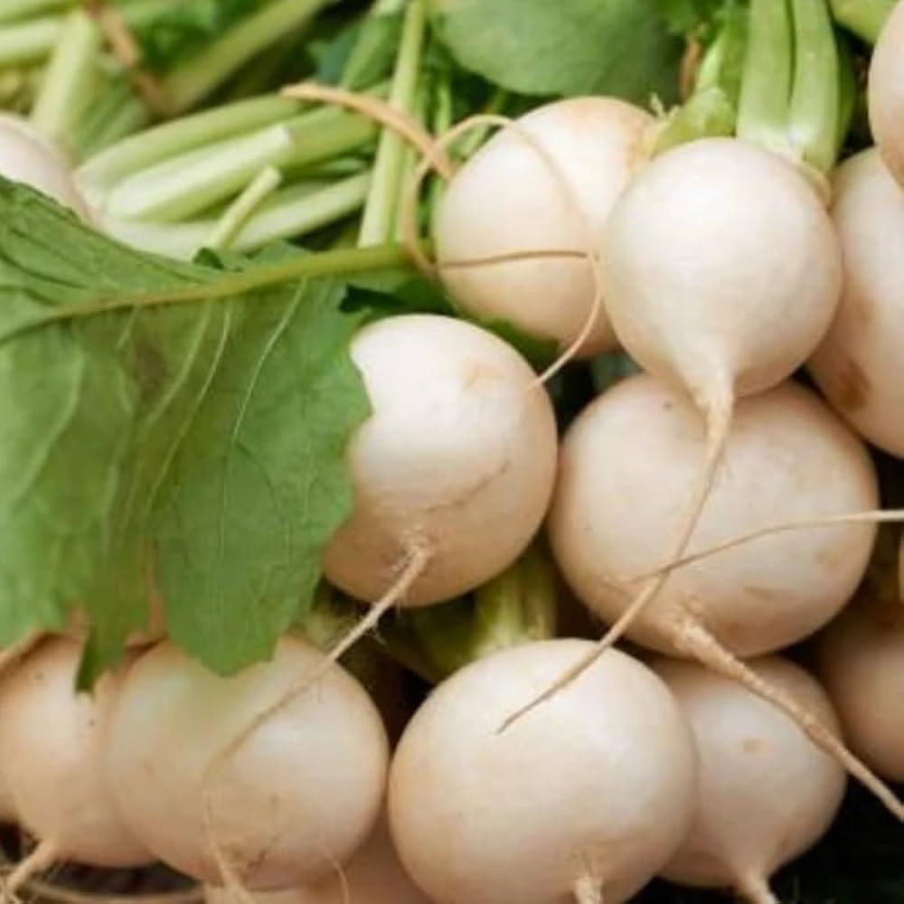 Shogoin Turnip Seeds – Dual - Purpose Japanese Greens & Crisp Roots - Dharaseeds