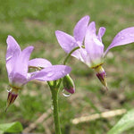 Shooting star flower Dodecatheon meadia seeds for planting in shaded garden beds or natural wildflower spaces - Dharaseeds