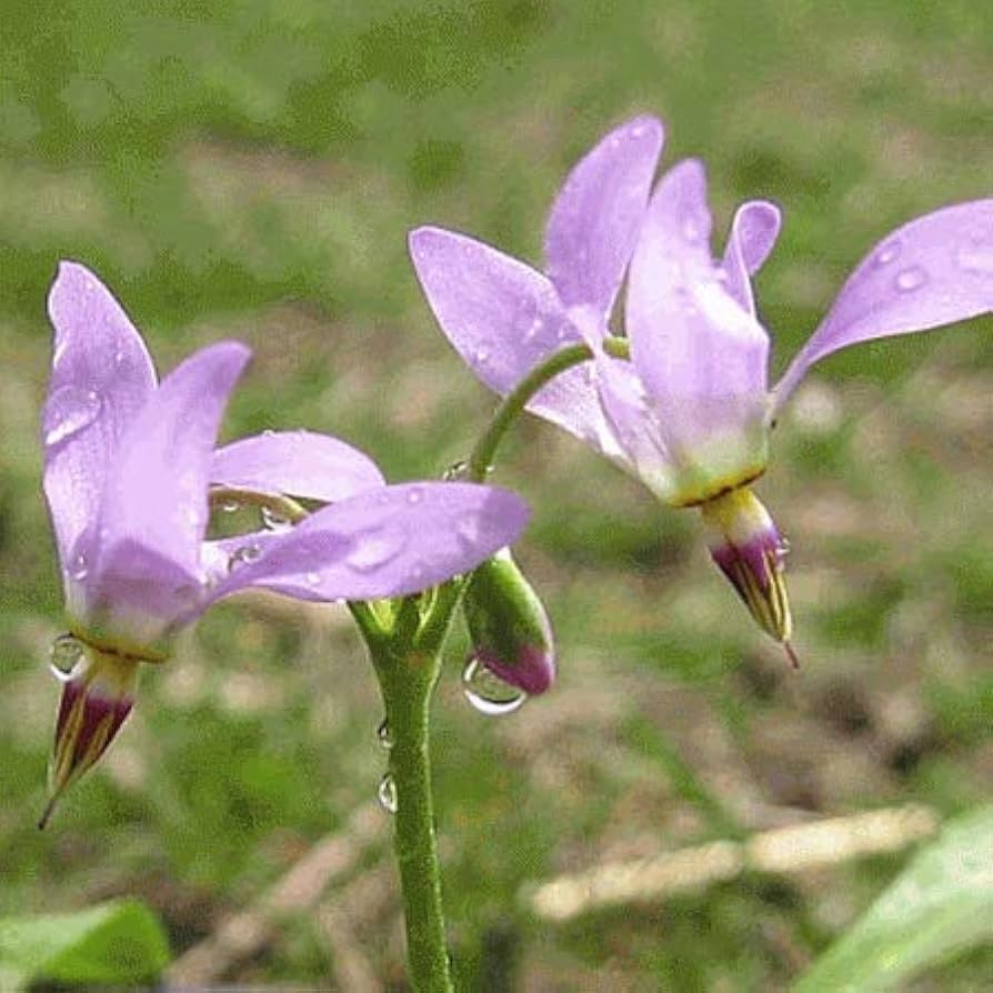 Shooting star flower Dodecatheon meadia seeds for planting in shaded garden beds or natural wildflower spaces - Dharaseeds