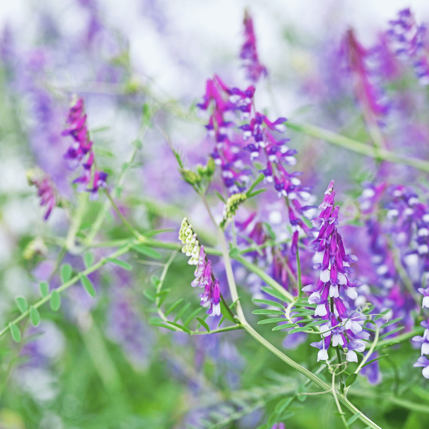 Hairy Vetch (Vicia villosa) Seeds