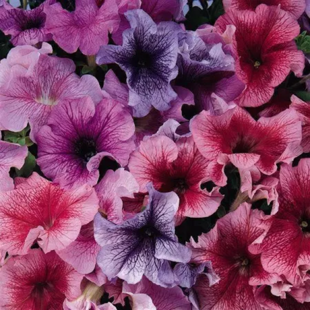Daddy Mix Petunia Seeds | Vintage Pastel Striped Petunia Blend – Heirloom, Non-GMO, High Germination Organic Garden Seeds