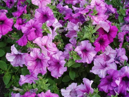 Daddy Mix Petunia Seeds | Vintage Pastel Striped Petunia Blend – Heirloom, Non-GMO, High Germination Organic Garden Seeds