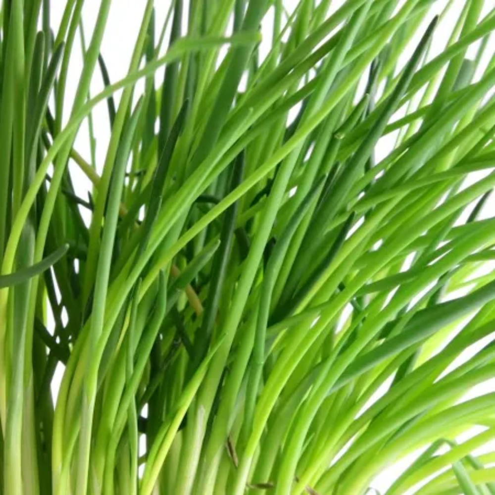 CHIVES SEED SEEDS CHIVE SEED CHIVE SEEDS – Heirloom, Non-GMO, High Germination Organic Garden Seeds