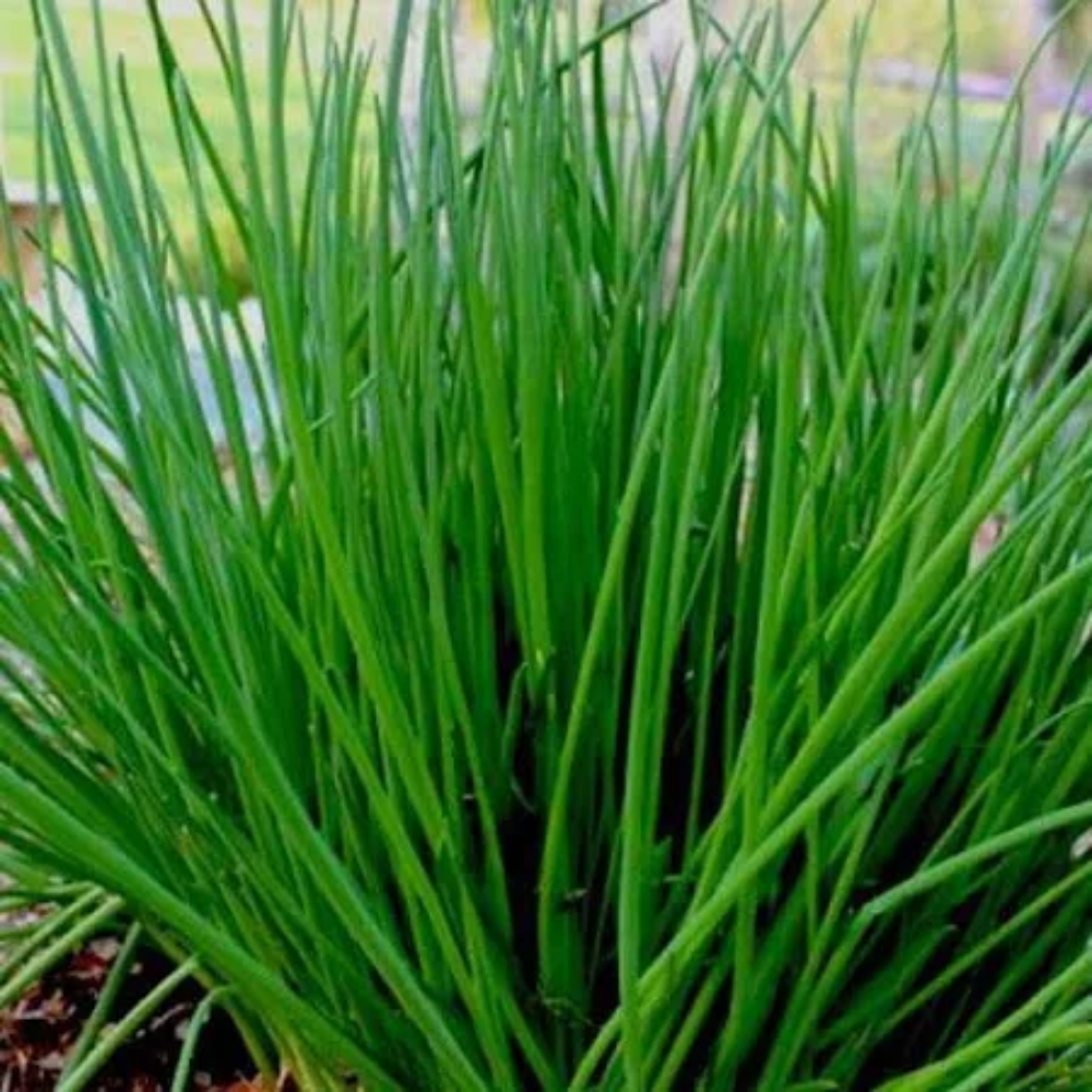 CHIVES SEED SEEDS CHIVE SEED CHIVE SEEDS – Heirloom, Non-GMO, High Germination Organic Garden Seeds