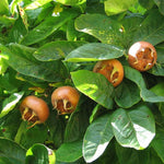 Showy Mespilus Medlar seeds for planting in home gardens