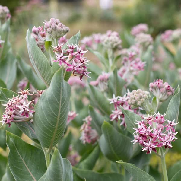 1-800-flowers.com plants flowers & seeds Asclepias Speciosa Seeds – Flower Seeds for Planting – Dharaseeds