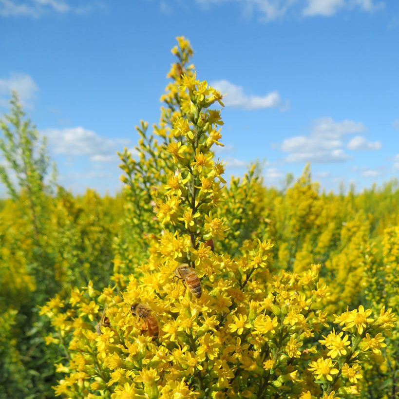 Showy Goldenrod Seeds for Planting Native Perennial Wildflower Pollinator Plant Seeds for Planting â€“ Heirloom, Non-GMO