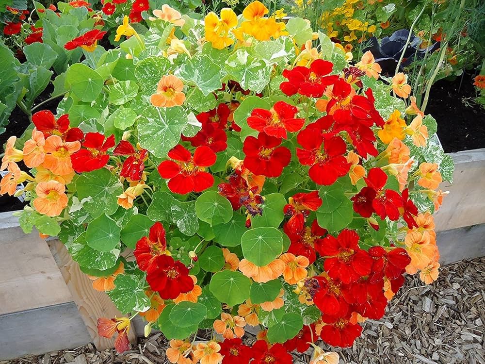 Shrub plant Satureja hortensis seeds for planting in backyard landscapes or container gardens - Dharaseeds
