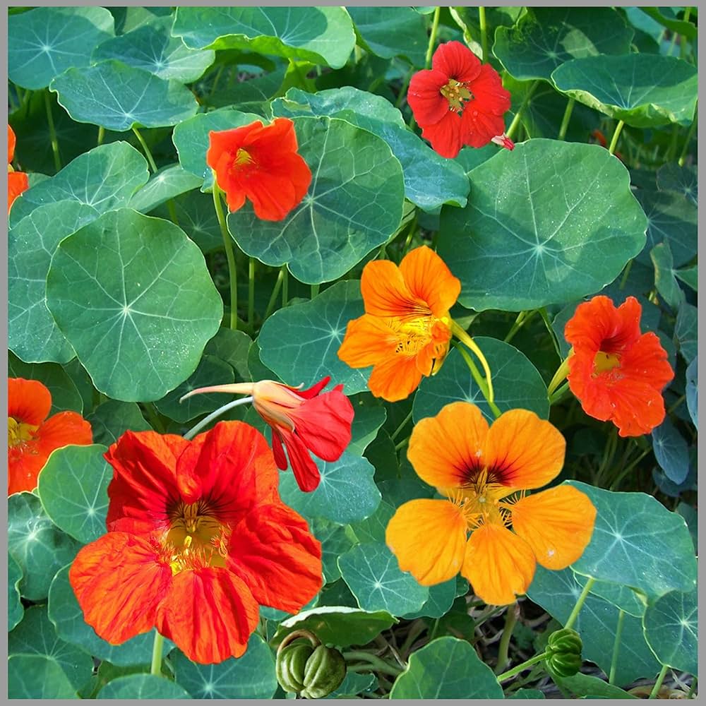 Shrub plant Satureja hortensis seeds for planting in backyard landscapes or container gardens - Dharaseeds