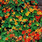 Shrub plant Satureja hortensis seeds for planting in backyard landscapes or container gardens - Dharaseeds