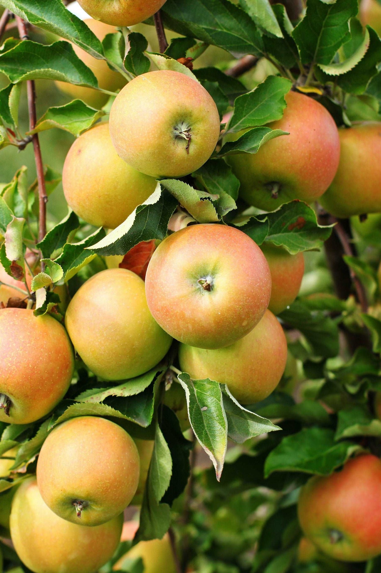 Newton Pippin Apple (Malus domestica) Seeds