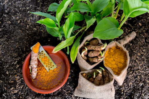 Yellow Turmeric Seeds