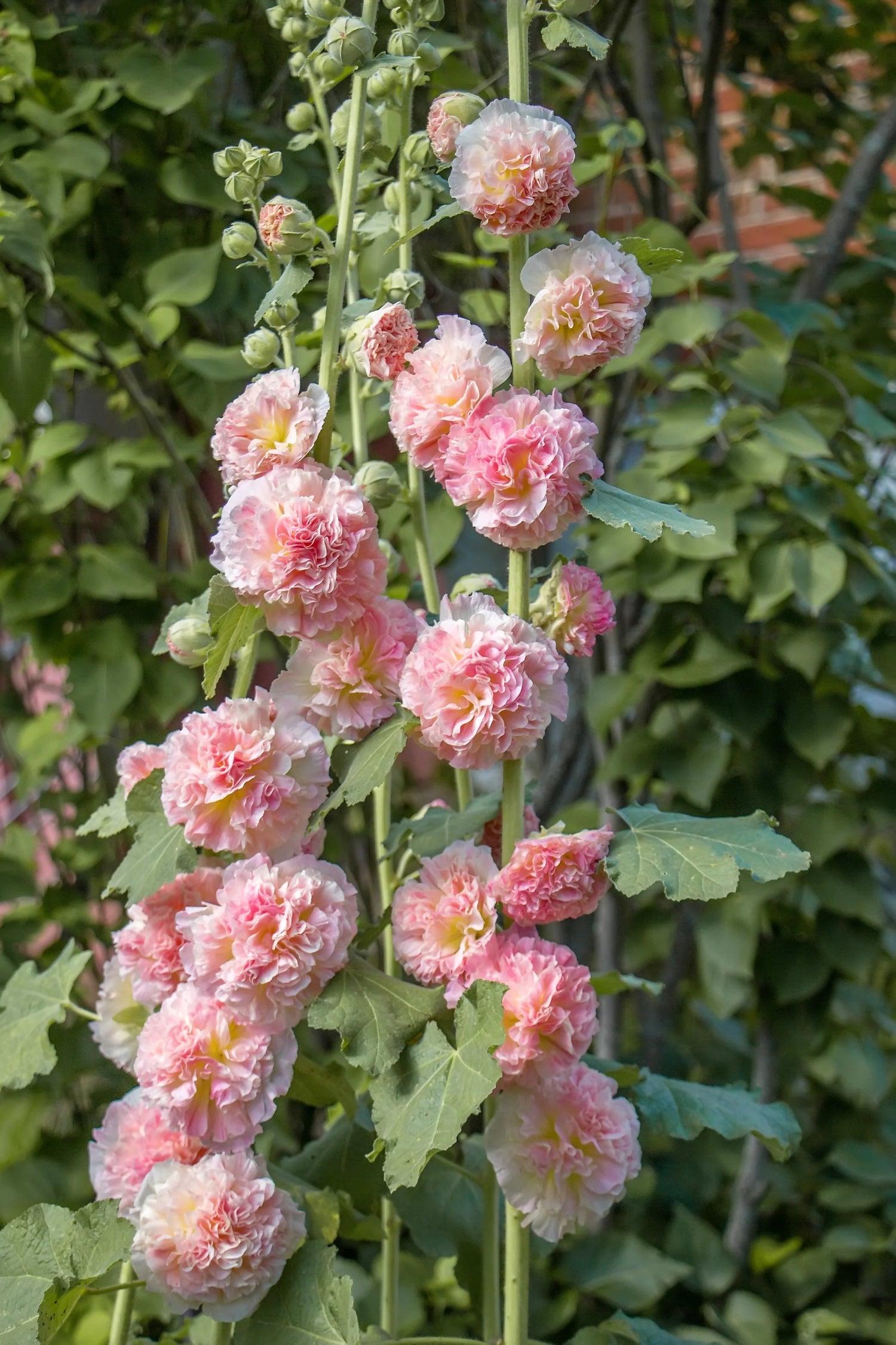 Hollyhock Seeds - Summer Carnival - Pink