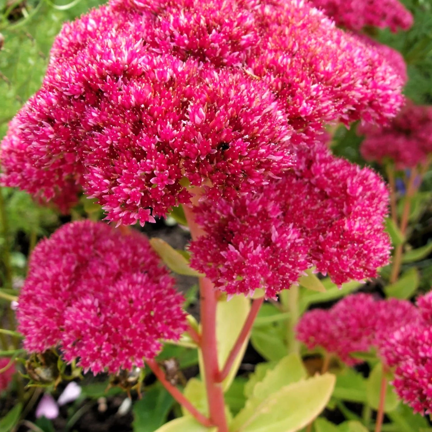 Sedum Emperors Flower Seeds for Planting - NON GMO Seeds
