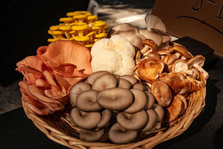 Mixed Mushroom Seeds for Planting