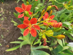 Red Leopard Flower Seeds for Planting - NON GMO Seeds Dhara Seeds
