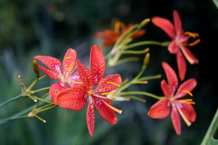 Red Leopard Flower Seeds for Planting - NON GMO Seeds Dhara Seeds