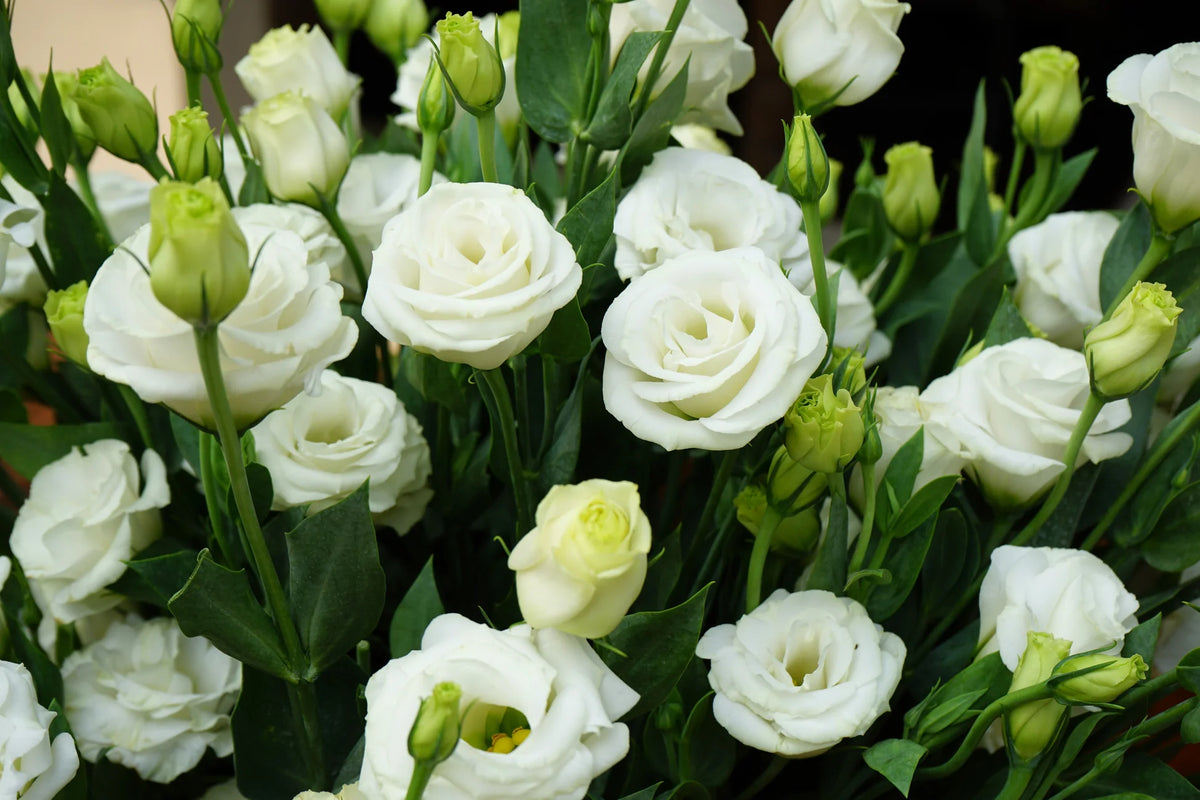 Eustoma Eustoma Grandiflorum White Flower Seeds for Planting