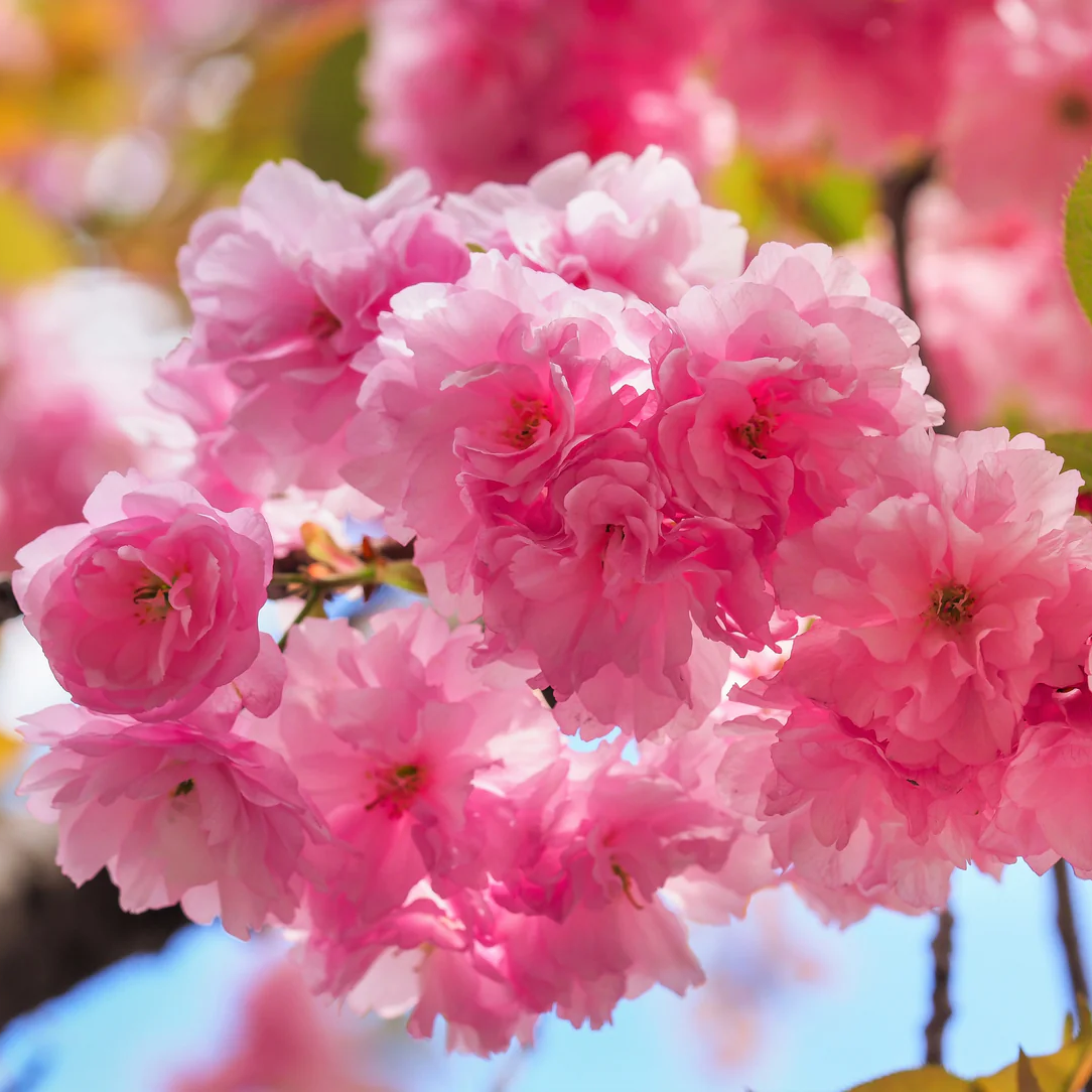Albero Giapponese Cherry Blossoms Prunus serrulata Flower Seeds for Planting in Urban Garden