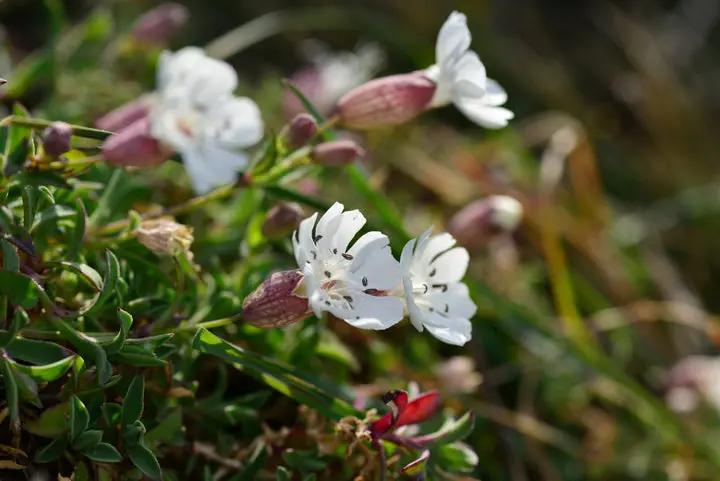 Campion Flower Seeds for Planting, NON GMO Seeds Dhara Seeds