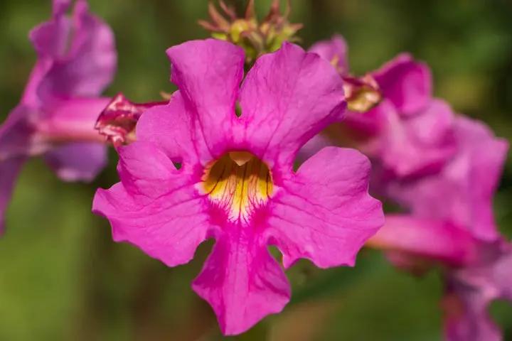 Incarvilla Flower Seeds for Planting – NON GMO Seeds Dhara Seeds