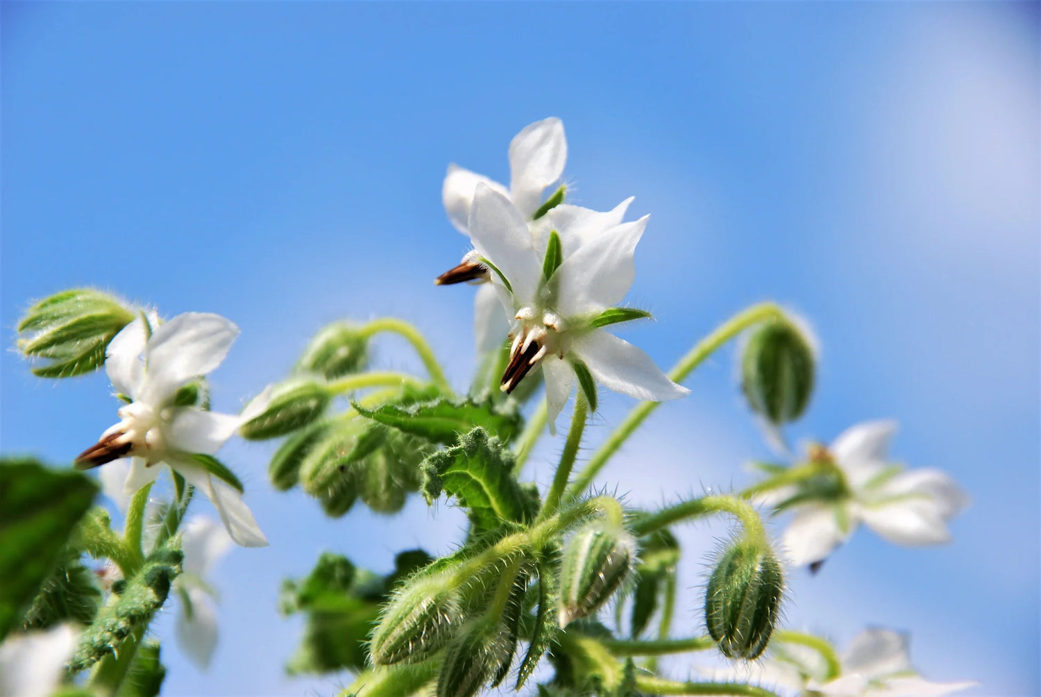 Borage Seeds - White-Bianca