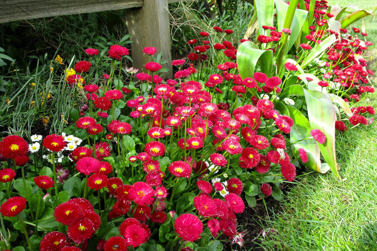 Daisy Bellis Perennis Crazy Mixed Flower Seeds for Planting