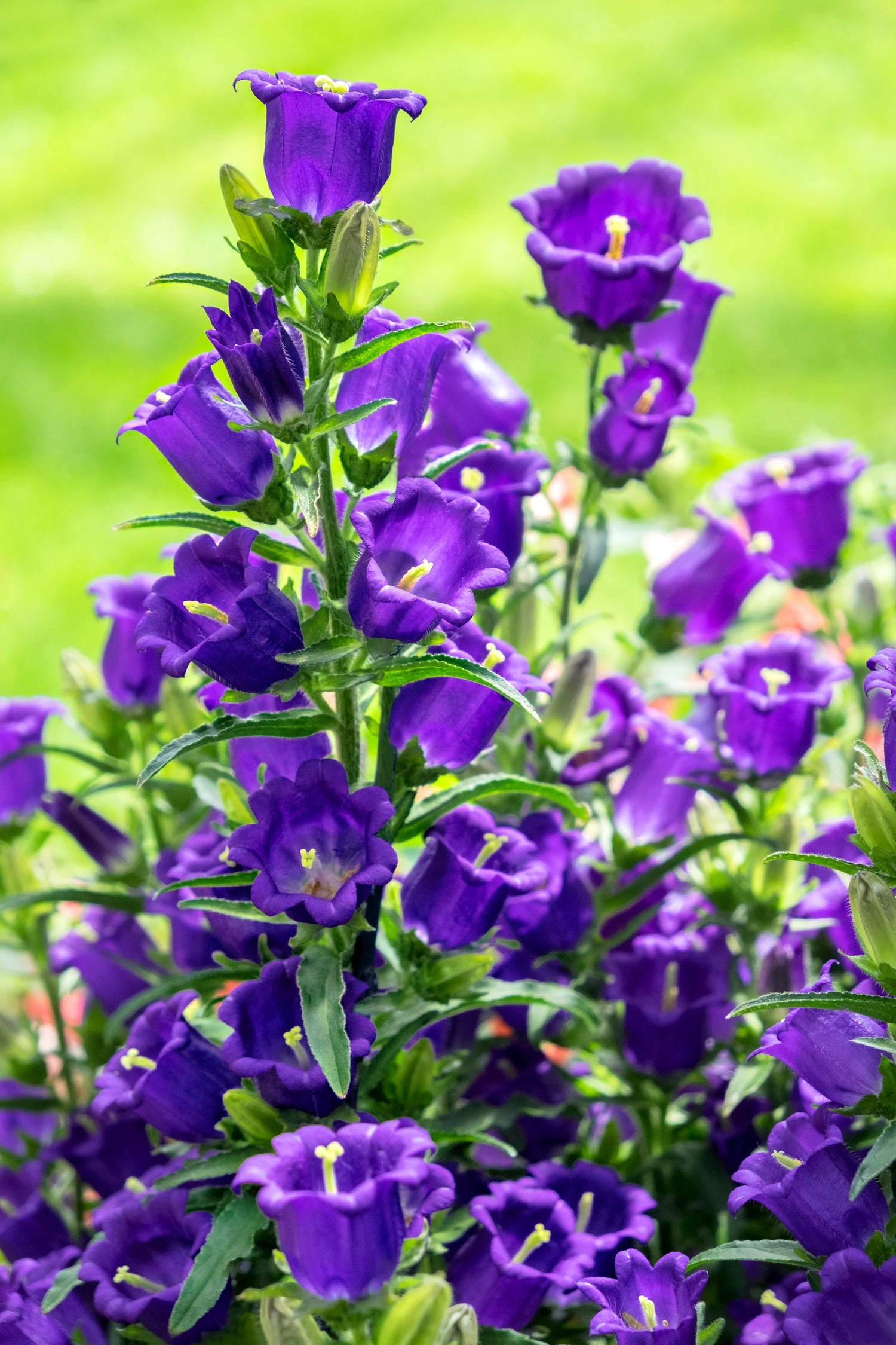 Campanula Medium Violet Flowering Seeds For Planting and gardening