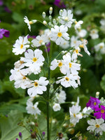 Heirloom Non-GMO Primula Malacoides White Yellow Flower Seeds – Charming Blooms for Garden Planting for planting in your garden.
