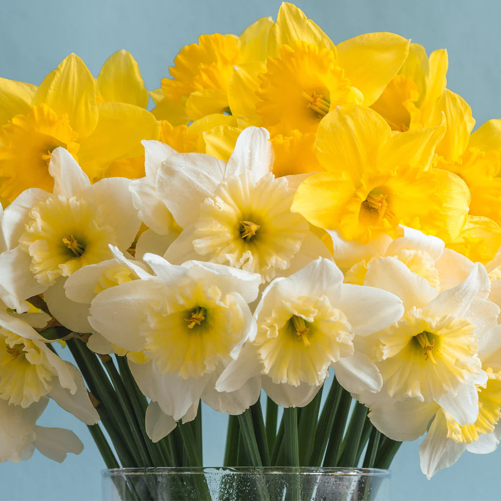 Narcissus Naturalizing Dream Mix Daffodil Seeds