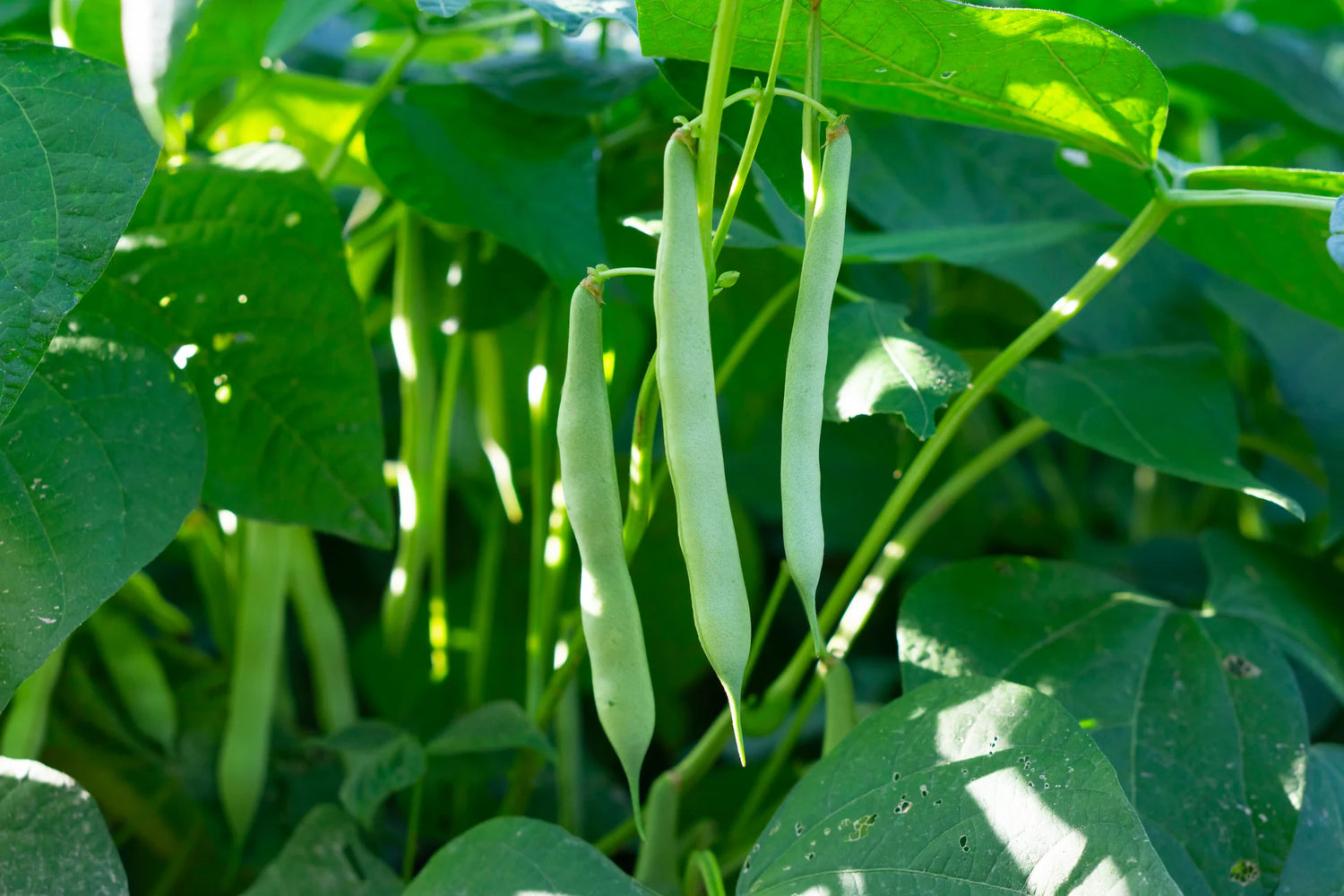 Long Pod Bean Phaseolus vulgaris vegetable seeds for backyard gardening and trellises