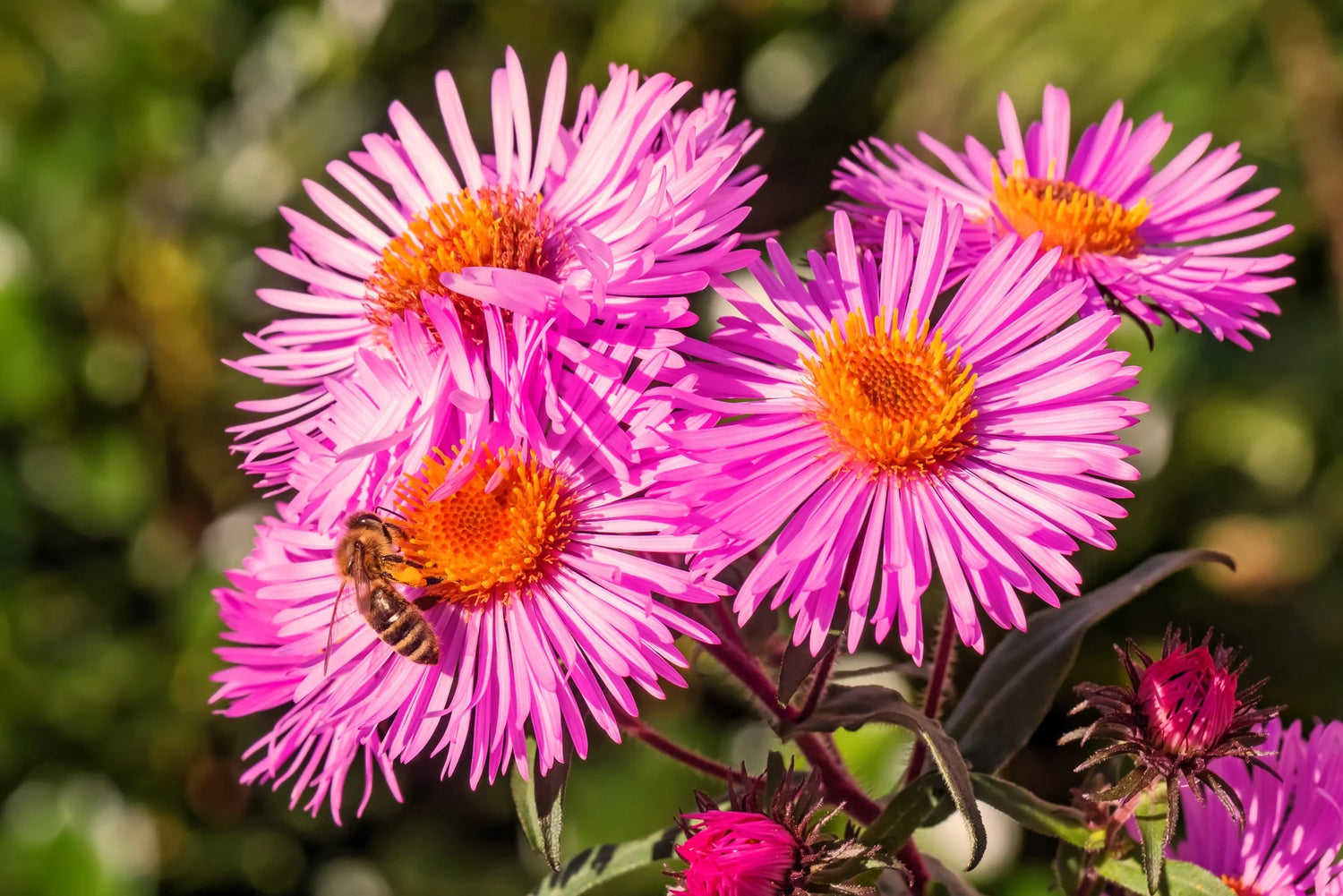 Semi Aster Rainbow Perennial Flowering Seeds For Planting