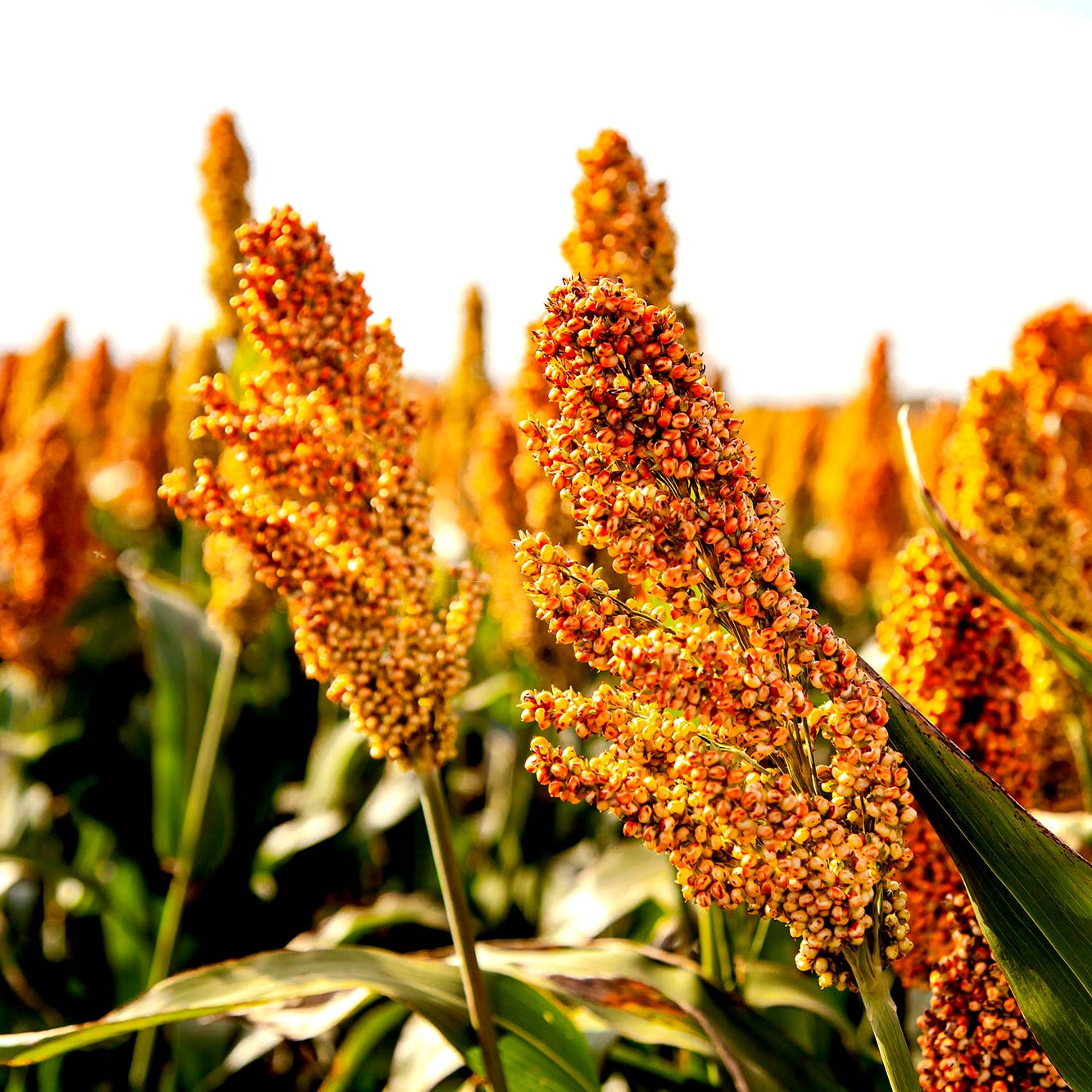 Colored Upright Vacuum Cleaner Sorghum Seeds – Ornamental Grain with Unique Color