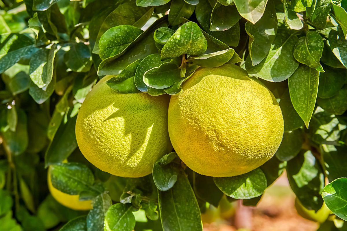 Oroblanco Grapefruit (Citrus × paradisi) Seeds