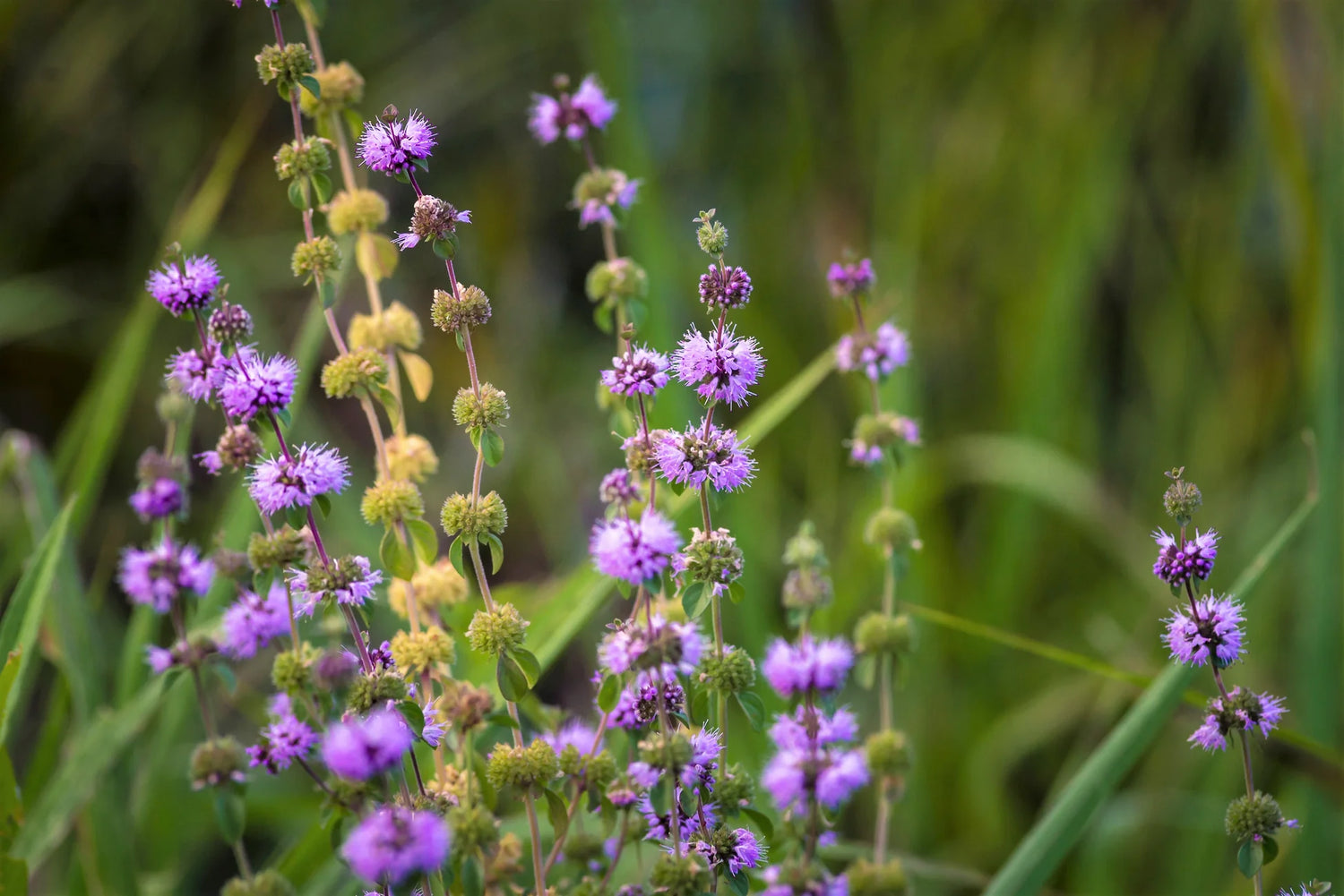 Green Pennyroyal Seeds – Refreshing Minty Herbs-Heirloom & Non-GMO Seeds for planting – Fresh Herb for Your Garden