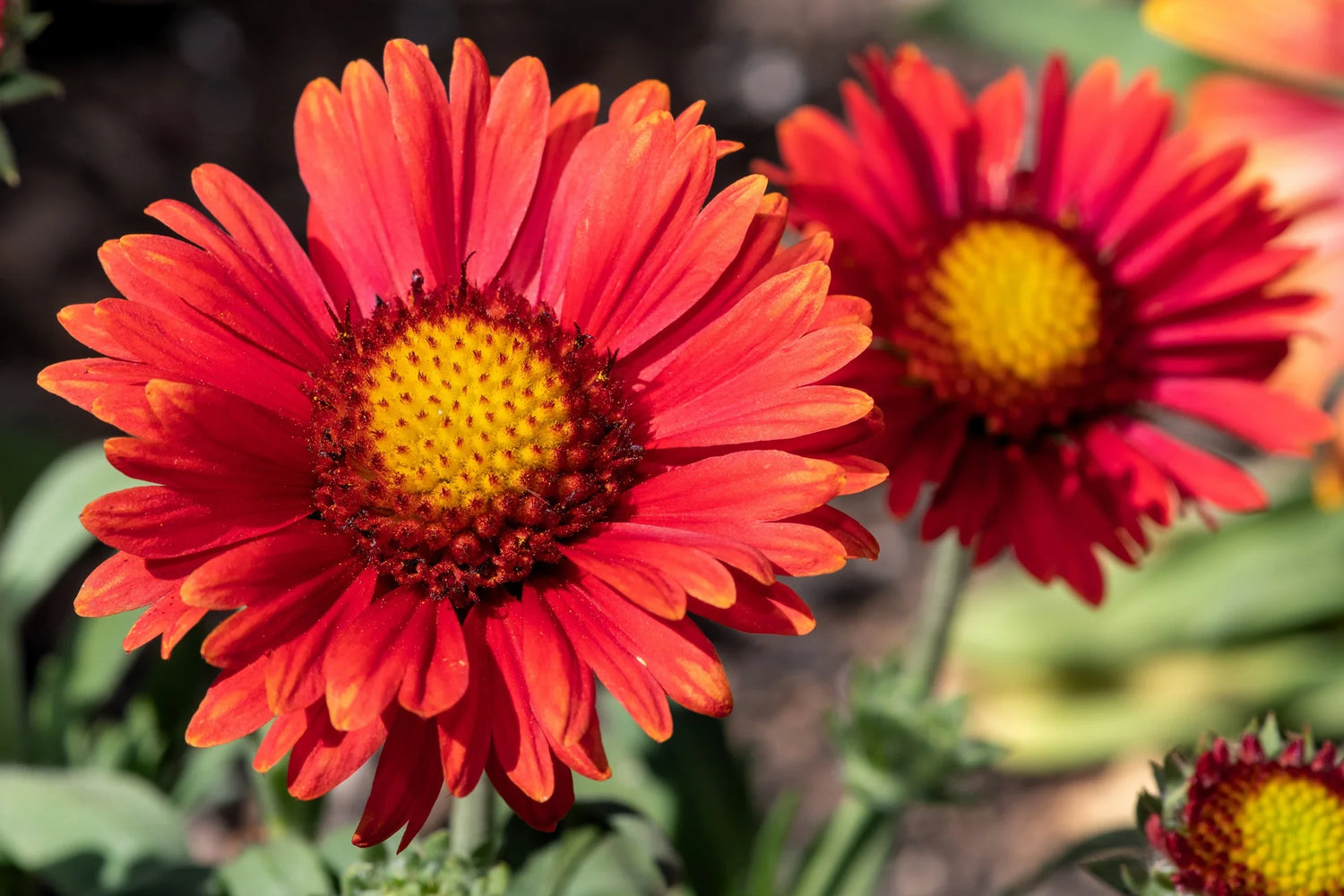 Blanket Flower Seeds - Burgundy