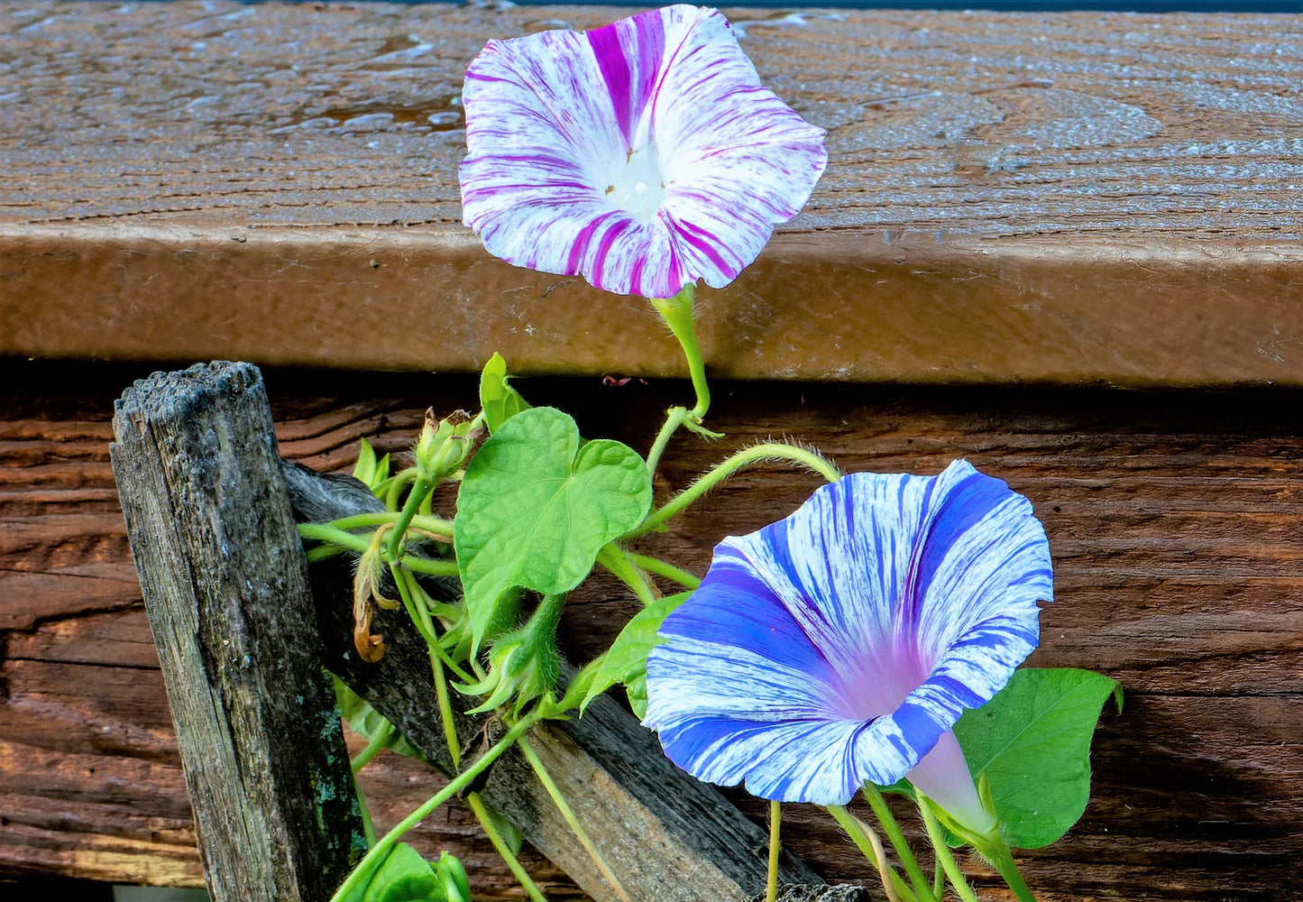 Morning Glory Venice Blue