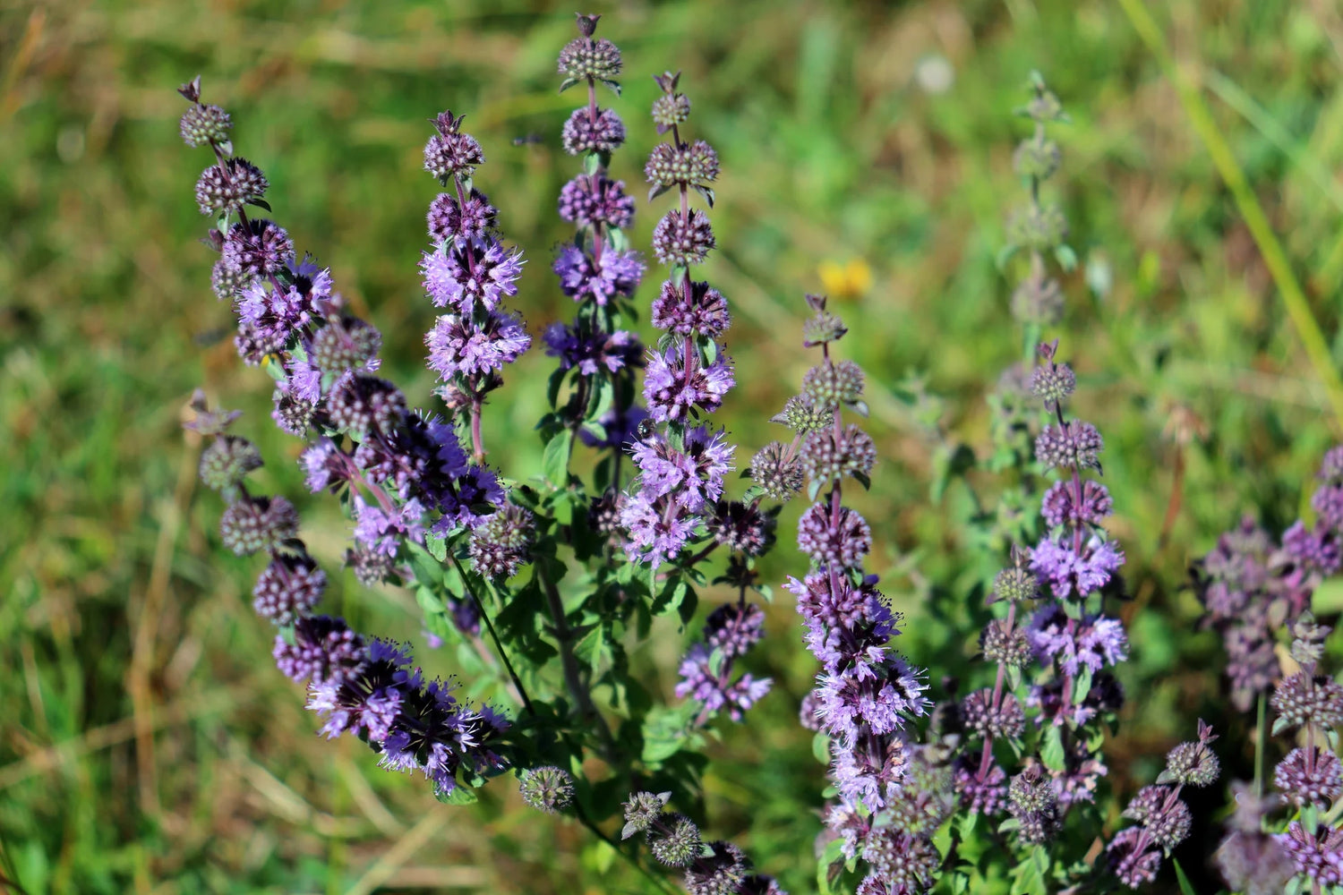 Green Pennyroyal Seeds – Refreshing Minty Herbs-Heirloom & Non-GMO Seeds for planting – Fresh Herb for Your Garden