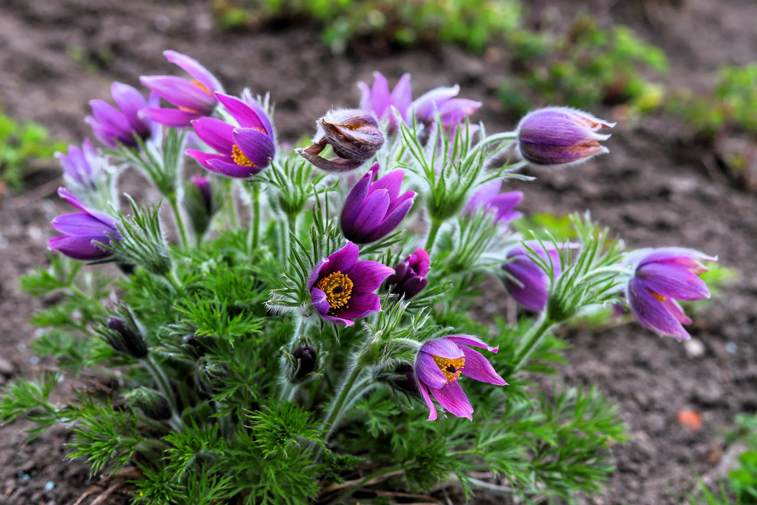 Violet Anemone Pulsatilla Purple Pasque Flower Seeds